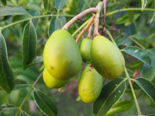 Eine gelbgrüne, tropische Frucht hängt an einem Baum