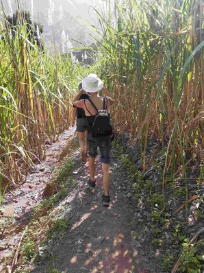 eine Frau beschreitet vom Betrachter weg einen Weg durch ein Feld mit übermannshohem Zuckerrohr.