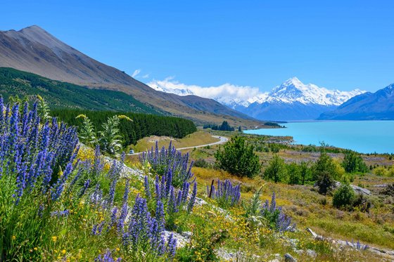 Entlang eines mit blauen und gelben Blumen bewachsenen Abhang schaut man rechts im Tal auf einen blauen See, er von Bergen umgeben ist. Die Berge im Hintergrund sind bis zur halben Höhe mit Schnee bedeckt. Darüber erhebt sich ein strahlend blauer Himmel.