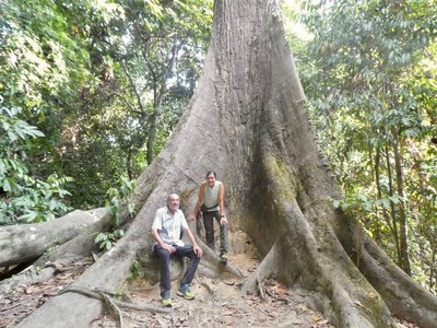 Im Dschungel auf Borneo In der Bildmitte erhebt sich ein riesiger Baum, von dem man nur das untere Ende des Stammes sieht. Auf einer seiner Wurzeln sitzt ein älterer Mann, rechts neben ihm steht eine Frau. Der Baumstamm ist umgeben von grüner Vegetation.