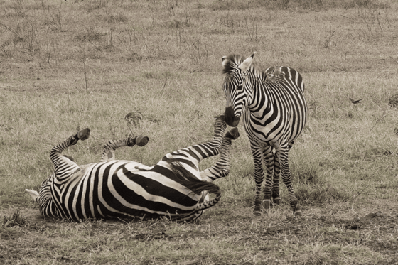 Auf einem grasigen Boden befinden sich zwei Zebras, das eine schaut in Richtung des Betrachters, das andere wälzt sich auf dem Boden.