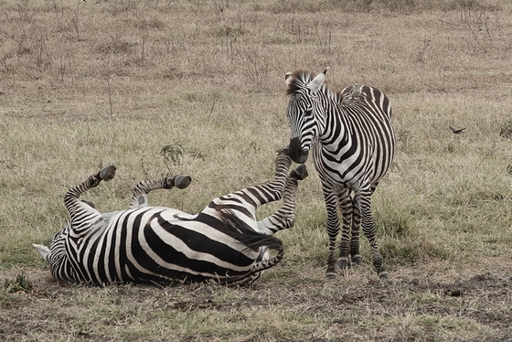 Zebras im Ngorongoro-Krater Auf einem grasigen Boden befinden sich zwei Zebras, das eine schaut in Richtung des Betrachters, das andere wälzt sich auf dem Boden.