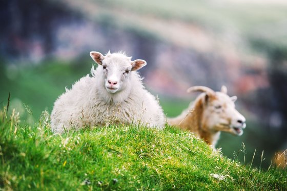 Schafe auf den Färöer-Inseln Ein Schaf blickt in die Kamera