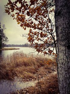 Durch Herbstlaub hindurch sieht man auf eine Seenlandschaft im Färnebofjärden-Nationalpark