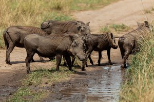 Warzenschweine trinken Wasser aus einer Pfütze