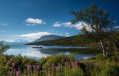 Unter blauem himmel erstreckt sich ein See, vorne rechts ein Baum, im Hintergrund ein Berg.