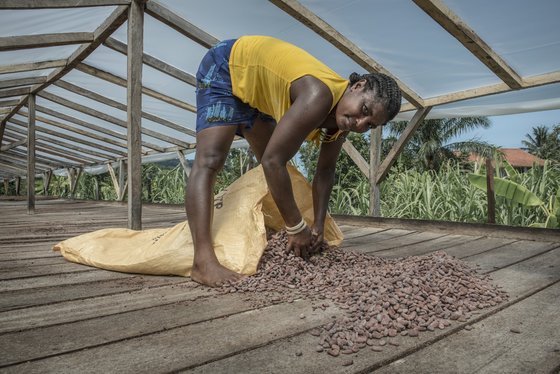 Kakaobohnen auf São Tomé e Príncipe Eine Arbeiterin füllt einen Sack mit Kakaobohnen