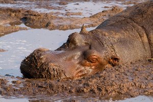 Ein Flusspferd schläft im Schlamm