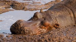 Ein Flusspferd schläft im Schlamm