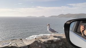 Eine Möwe auf einer Mauer am Meer von Irland