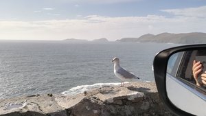 Eine Möwe am Meer von Irland Eine Möwe auf einer Mauer am Meer von Irland