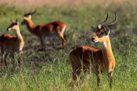 Grasantilope grast in der wilden Natur von Uganda