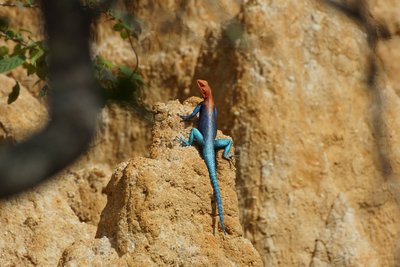 Auf einem beige-braunen Felsen sitzt eine Agame. Die Echse hat einen leuchtend blauen Körper und einen roten Kopf.