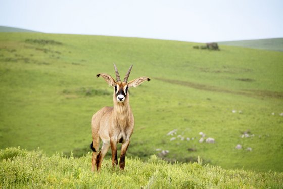 Eine Antilope im Nyika Nationalpark in Malawi Eine Antilope steht inmitten einer Graslandschaft und blickt in die Kamera