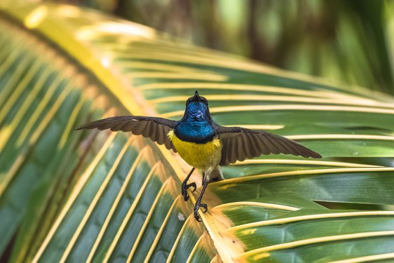 Ein bunter Vogel öffnet seine Flügel während er auf einem Blatt sitzt