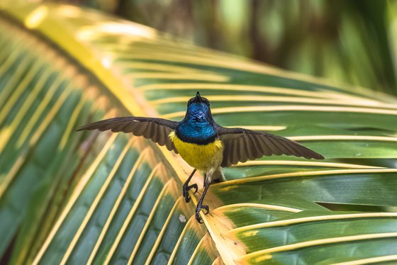 Der Gelbbrust-Nektarvogel auf Sao Tomé e Príncipe Ein bunter Vogel öffnet seine Flügel während er auf einem Blatt sitzt