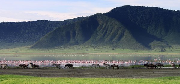 Zebras, Gnus und Flamingos grasen und verweilen vor dem Ngorongoro Krater