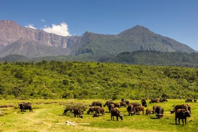 Eine Büffelherde vor dem Mount Meru in Tansania