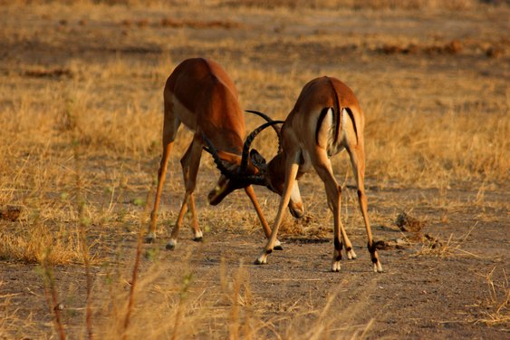 Zwei wilde Tiere in der Wildnis 