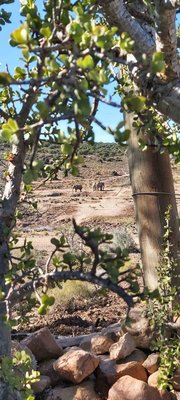 Man blickt durch karg beblätterte Zweige in eine afrikanische Landschaft, in der zentral im Hintergrund drei Elefanten stehen.