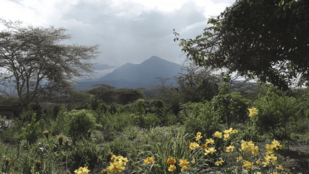 Hinter einer grünen mit Blumen, Sträuchern und Bäumen bewachsenen Landschaft erhebt sich ein Berg.