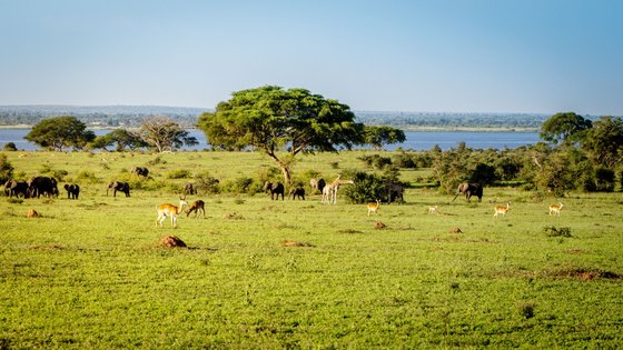 Savanne im Murchison Falls Nationalpark in Uganda Verschiedene Tiere Verweilen in der Savanne vom Murchison Falls Nationalpark in Uganda