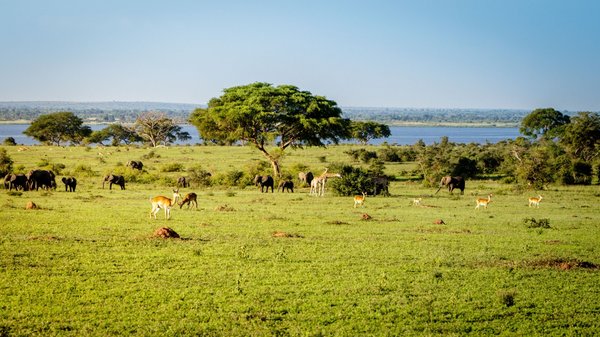 Verschiedene Tiere Verweilen in der Savanne vom Murchison Falls Nationalpark in Uganda