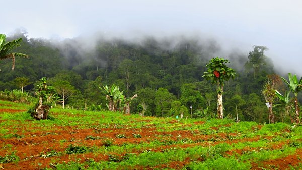 Der Botanische Garten Jardim Botânico do Bom Sucesso auf Sao Tomé