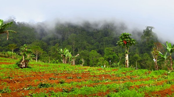Der Botanische Garten Jardim Botânico do Bom Sucesso auf Sao Tomé Der Botanische Garten Jardim Botânico do Bom Sucesso auf Sao Tomé