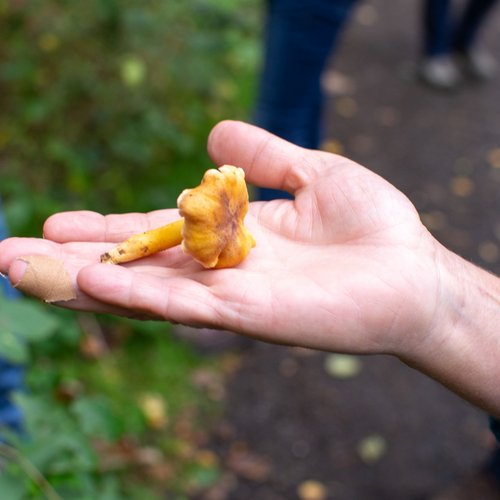 Ein frischer Pfifferling wird in die Höhe gehalten.