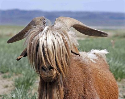 Portrait einer Ziege mit langer Mähne