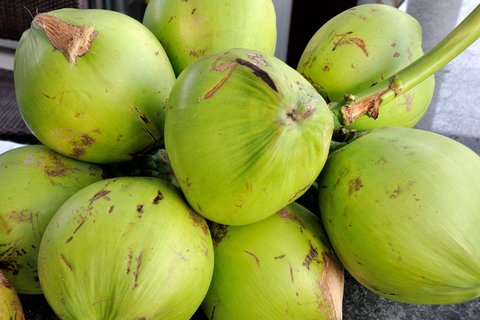 Nahaufnahme von mehreren gepflückten Kokosnüssen