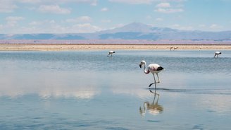 Pelikane suchen im Wasser nach Nahrung