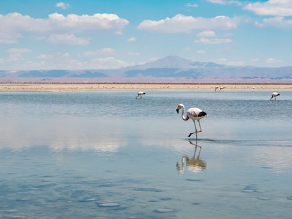 Pelikane suchen im Wasser nach Nahrung