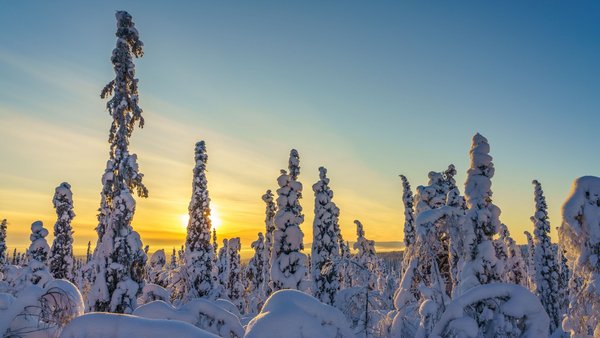 Verschneite Baumspitzen in Schwedisch Lappland