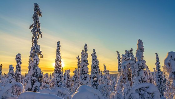 Verschneite Baumspitzen Verschneite Baumspitzen in Schwedisch Lappland