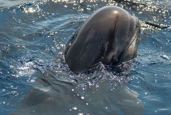 Ein Grindwal guckt aus dem Wasser