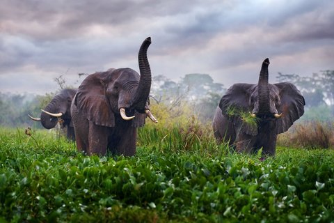 Elefantenherde wandert durch den Murchison Falls Nationalpark