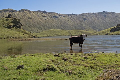 Eine Kuh, die in vulkanischer Landschaft auf den Azoren steht