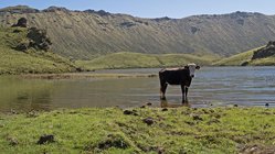 Eine Kuh, die in vulkanischer Landschaft auf den Azoren steht