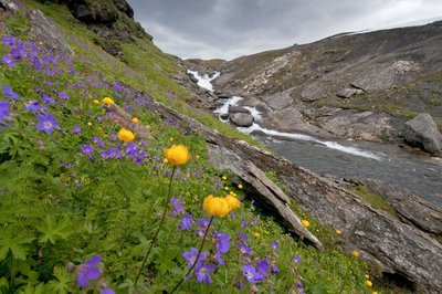 Im Vordergrund blühen lila und gelbe Blumen, im Hintergrund fließt ein Fluss.