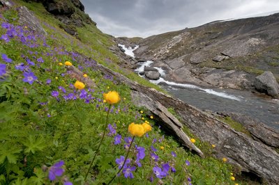 Im Vordergrund blühen lila und gelbe Blumen, im Hintergrund fließt ein Fluss.