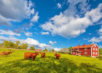 Hochlandkühe liegen und grasen auf einer Wiese, rechts im Hintergrund steht ein rotes Holzhaus.