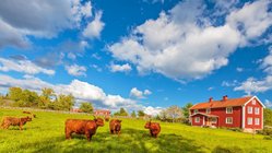 Hochlandkühe liegen und grasen auf einer Wiese, rechts im Hintergrund steht ein rotes Holzhaus.