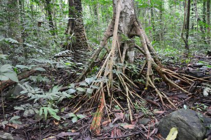 Man sieht den unteren Teil eines Baumstamms mit weit verzweigten Wurzeln. Hinter dem Baum stehen viele weitere Bäume und ergeben ein undurchdringliches Dickicht.