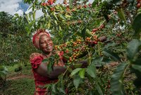 Kaffeepflückerin der Kooperative ©Angelique's Finest Eine schwarze Frau in farbenfroher afrikanischer Gewandung pflückt lächelnd Kaffeebohnen.