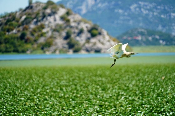 In der Bildmitte etwas rechts des Zentrums fliegt ein weiß-beiger Vogel nach rechts. Er ist als einziger scharf abgebildet, die umgebende Landschaft ist unscharf. Das untere Bilddrittel wird von grüner Vegetation eingenommen, darüber befindet sich ein schmaler Streifen Blau, dahinter erheben sich grün bewachsene Hügel.