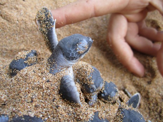 Schildkröten auf Sao Tomé e Príncipe Eine Schildkröte schlüpft im Sand