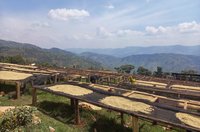 Trocknende Kaffeebohnen ©Angelique's Finest Im Bildvordergrund sieht man lange Tische mit Kaffeebohnen, dahinter eröffnet sich der Blick in die grüne ruandische Landschaft, die von Hügelketten durchzogen wird.