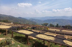 Trocknende Kaffeebohnen ©Angelique's Finest Im Bildvordergrund sieht man lange Tische mit Kaffeebohnen, dahinter eröffnet sich der Blick in die grüne ruandische Landschaft, die von Hügelketten durchzogen wird.